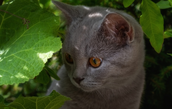 Маленький британский котенок в зеленых листьях