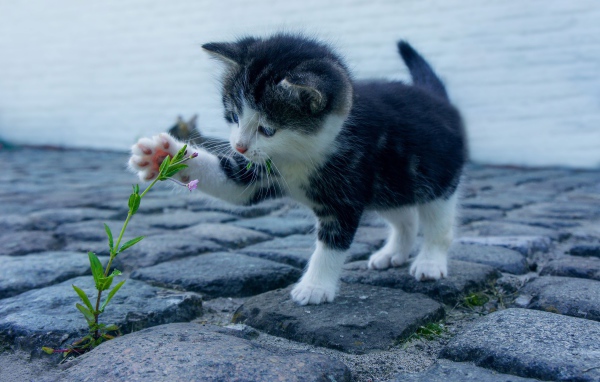 Маленький милый котенок играет с цветком