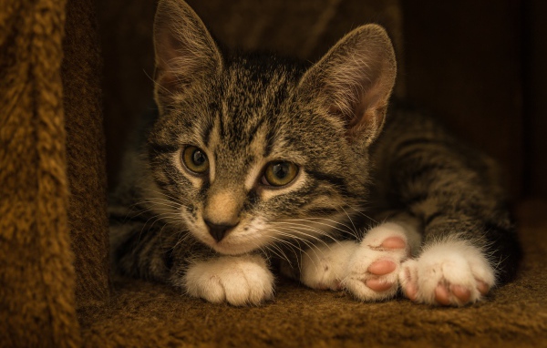 Маленький забавный серый котенок  в домике