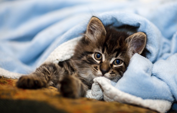 Маленький серый котенок лежит под голубым покрывалом