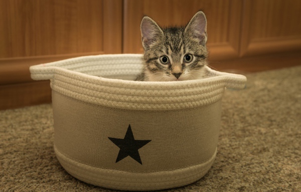 Маленький серый котенок на лежанке