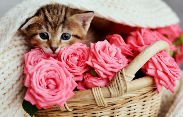 Маленький серый котенок под покрывалом в корзине с розами 