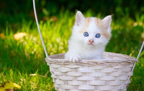 Маленький котенок в корзине на зеленой траве