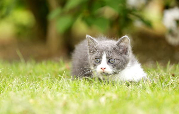 Little kitten lies on green grass.