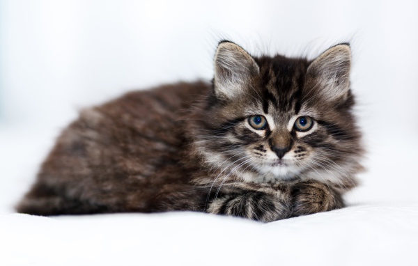 Маленький породистый серый котенок лежит на белом покрывале 