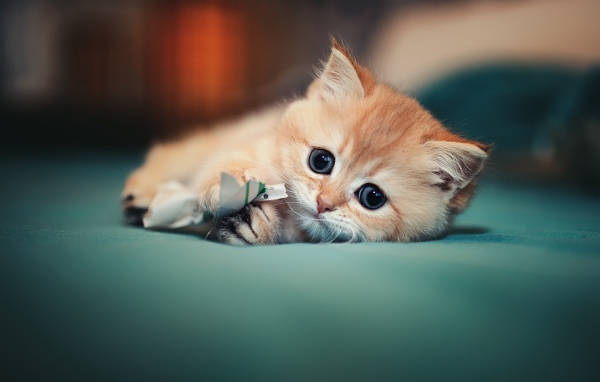 Маленький испуганный котенок играет на кровати 