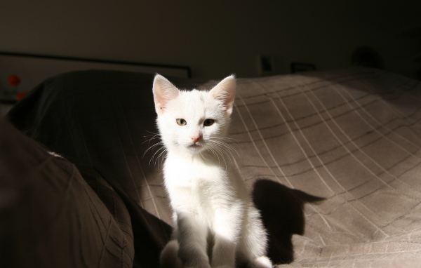 Маленький  белый котенок лежит на кровати 