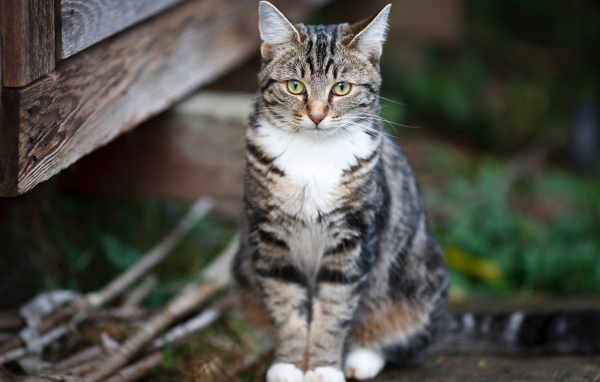 Задумчивый серый кот сидит на деревянной лавке