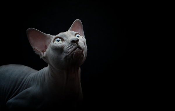 Породистый кот породы сфинкс на черном фоне