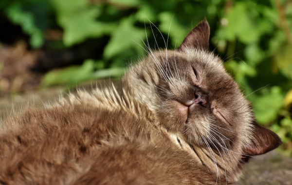 Породистый кот спит в лучах солнца