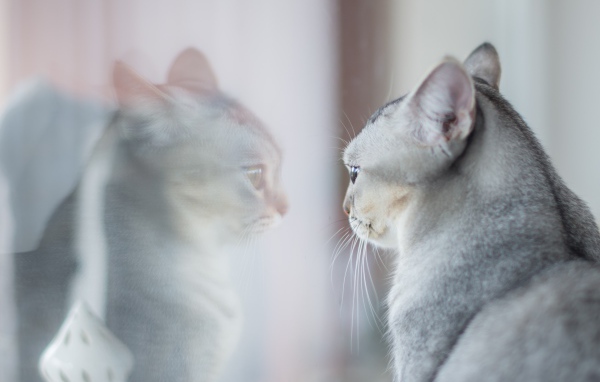 Породистая серая кошка отражается в окне