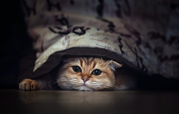 Породистый зеленоглазый кот прячется под кроватью 