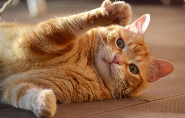 Рыжий кот играет на полу 