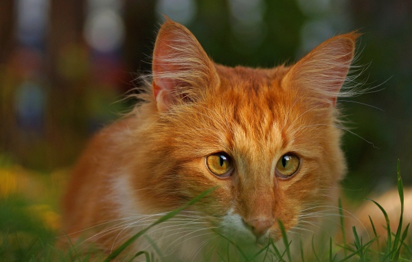 Рыжий кот со смешными глазами сидит в зеленой траве