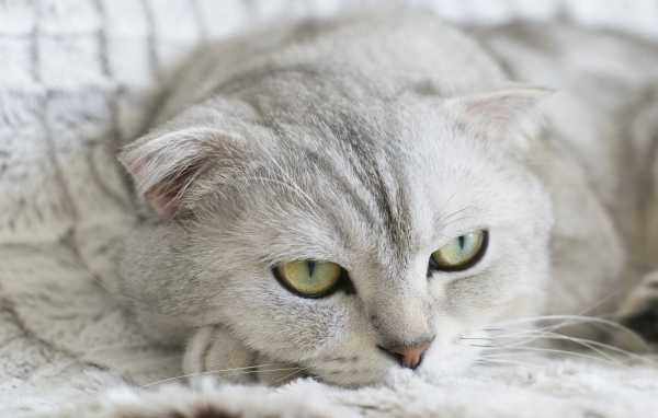 Грустный серый породистый кот лежит на кровати 