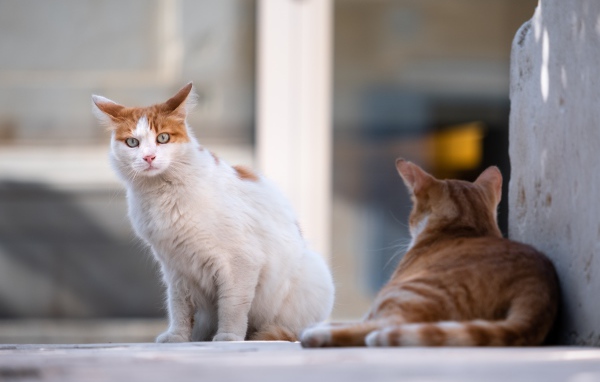 Испуганный голубоглазый кот с рыжим соперником