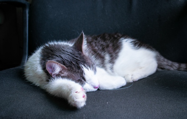 Sleeping white-gray cat on a black sofa