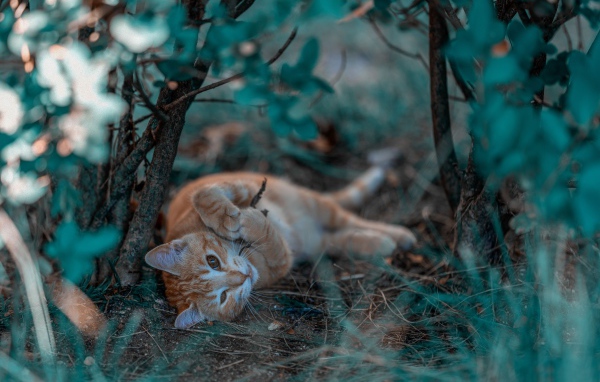 Маленький рыжий котенок в ветках 