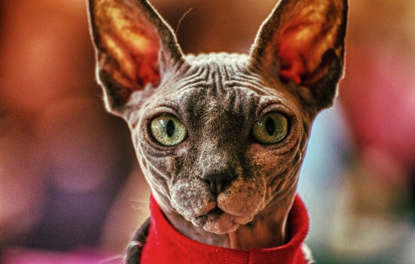 Кот сфинкс в свитере крупным планом