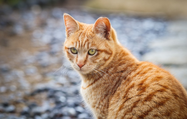 Полосатый рыжий кот смотрит вдаль 
