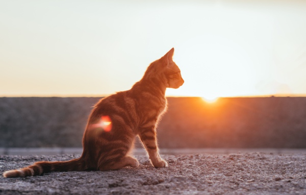 Полосатый серый кот в лучах солнца