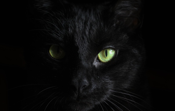 The face of a black cat with green eyes