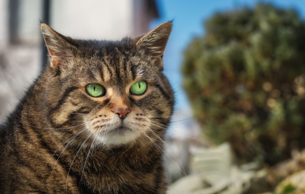 Морда большого серого кота с зелеными глазами