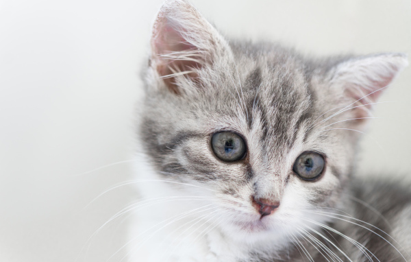 Морда маленького серого котенка 