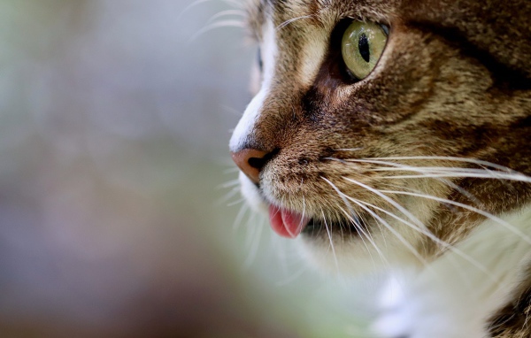 Морда кота с высунутым языком 