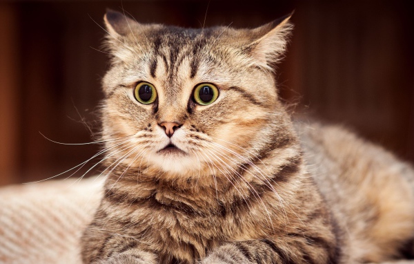 Удивленный серый кот лежит на диване