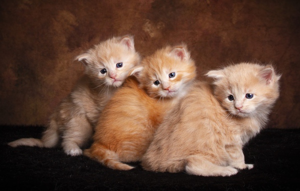 Три маленьких пушистых рыжих котенка 