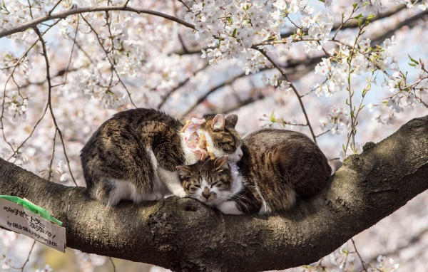 Два кота сидят на цветущей весенней ветке 