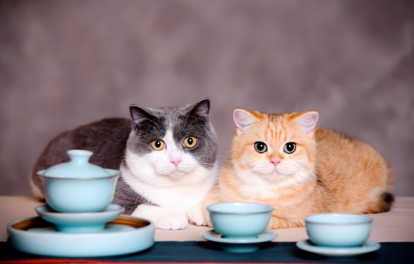 Два кота с чашками на сером фоне