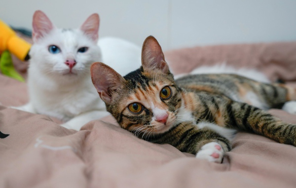 Two cute cats lie on the bed