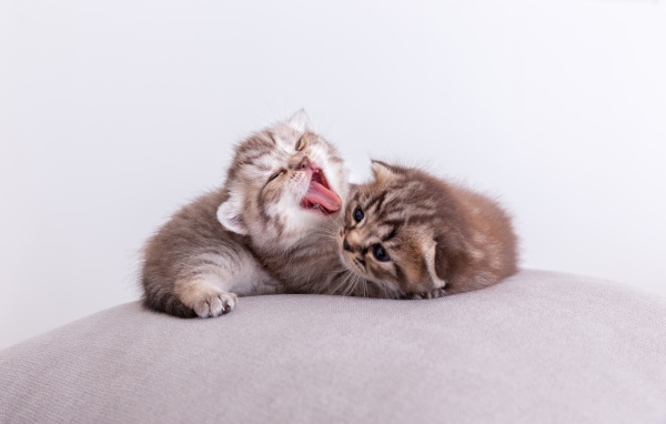 Два милых маленьких котенка на подушке