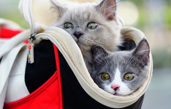 Два котенка выглядывают из сумки 