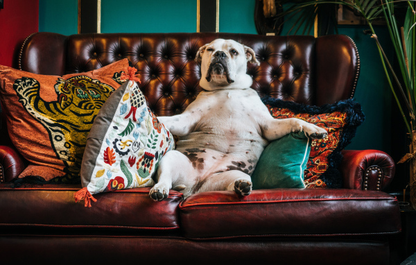 Большой белый бульдог лежит на кожаном диване с подушками