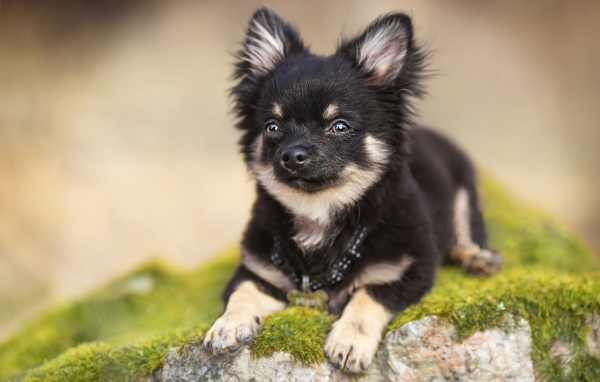 Маленький пес породы чихуахуа лежит на покрытом мхом камне