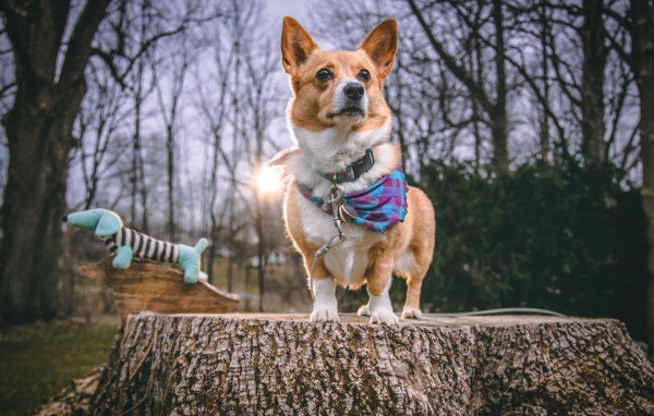 Собака породы вельш корги стоит на пне