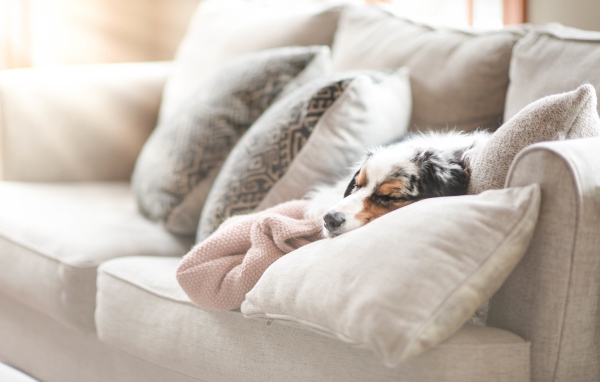 Австралийская овчарка спит под одеялом на диване