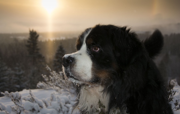 Бернский зенненхунд в заснеженном лесу на закате 