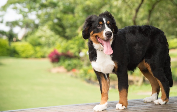Щенок породы Бернский зенненхунд  с высунутым языком