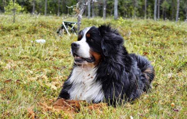 Бернский зенненхунд отдыхает на зеленой траве 