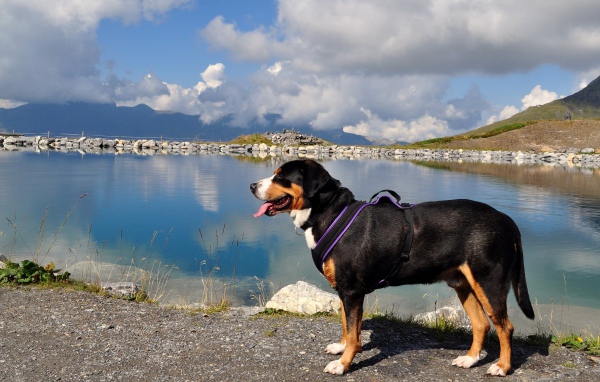 Бернский зенненхунд  с высунутым языком у воды 