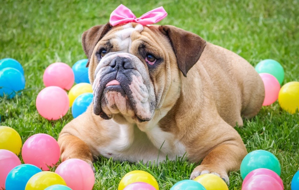 Большой бульдог с бантиком лежит на траве с шариками