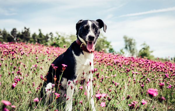Черно - белая собака с высунутым языком на поле с розовыми цветами