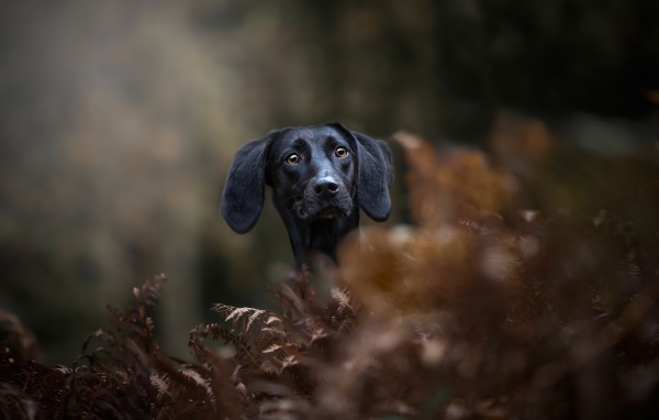 Черный пес прячется в листьях 