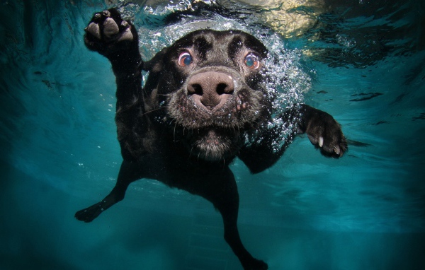 Черный золотистый ретривер плавает в воде 
