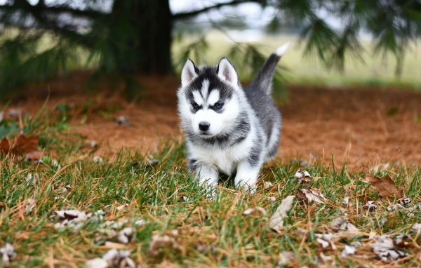 Голубоглазый щенок хаски бежит по зеленой траве