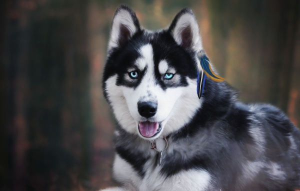 Голубоглазый хаски с высунутым языком